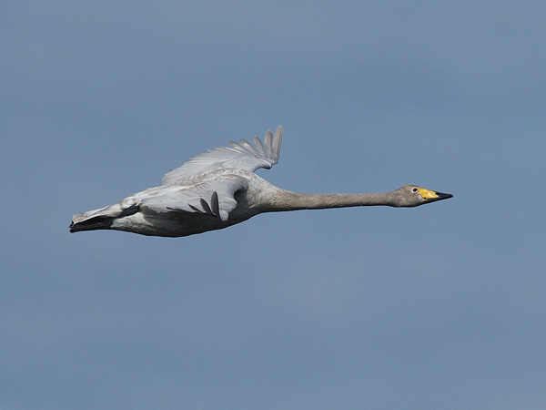 Laulujoutsen, Whooper Swan, Cygnus cygnus